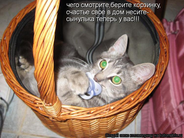 Котоматрица: чего смотрите,берите корзинку, счастье свое в дом несите- сынулька теперь у вас!!!