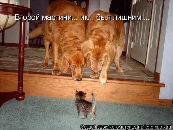 Котоматрица: Второй мартини... ик... был лишним....