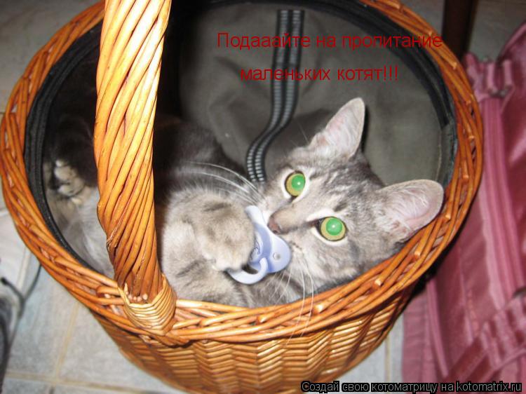 Котоматрица: Подааайте на пропитание  маленьких котят!!!