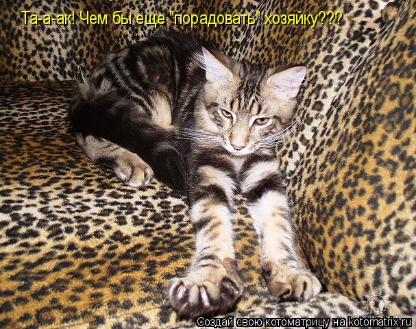 Котоматрица: Та-а-ак! Чем бы еще "порадовать" хозяйку???