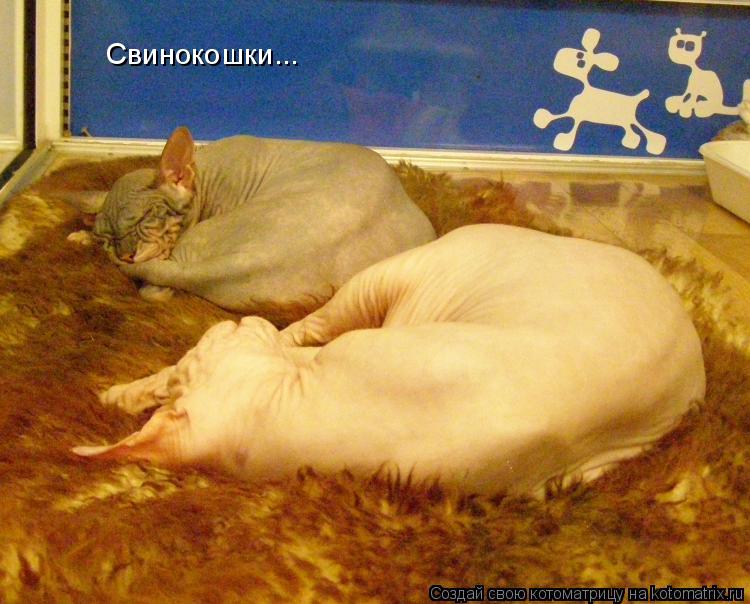 Котоматрица: Свинокошки...