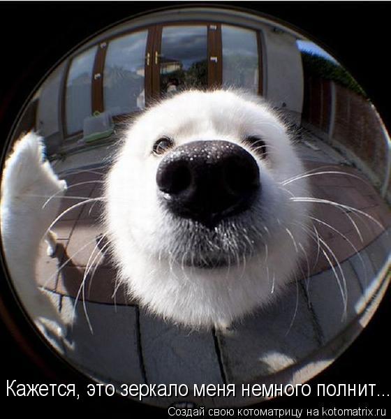 Котоматрица: Кажется, это зеркало меня немного полнит...