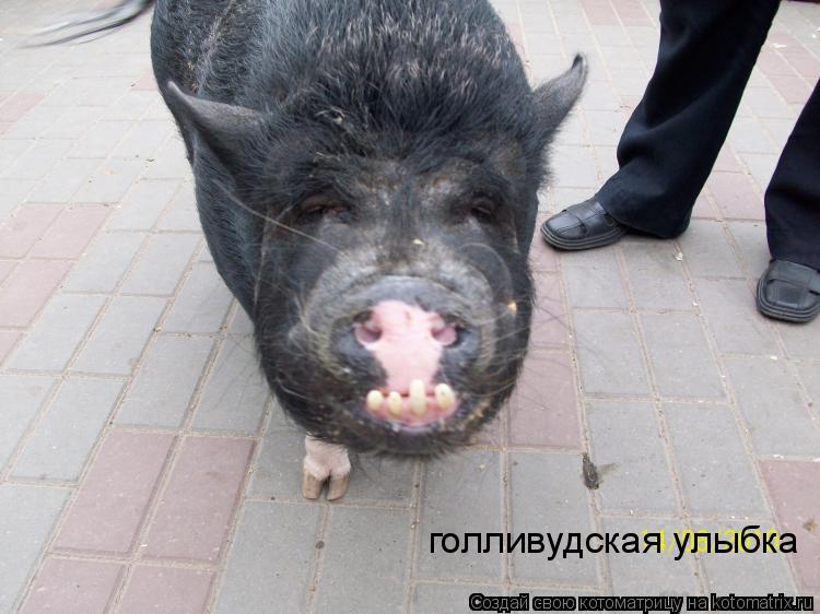 Котоматрица: голливудская улыбка