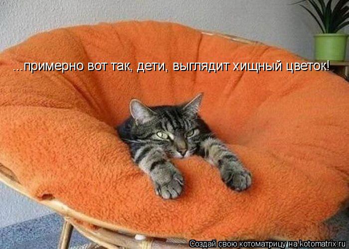 Котоматрица: ...примерно вот так, дети, выглядит хищный цветок!