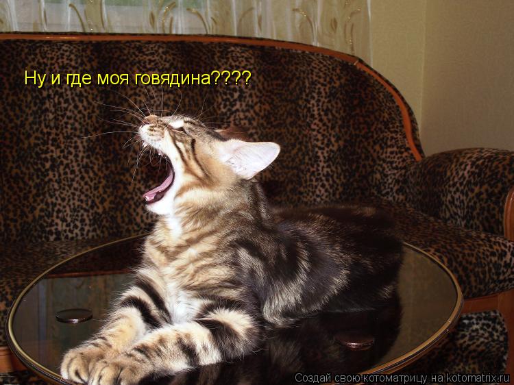 Котоматрица: Ну и где моя говядина????