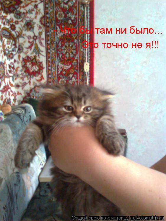 Котоматрица: - Что бы там ни было, это точно не я!!! - Что бы там ни было... Это точно не я!!!