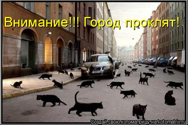Котоматрица: Внимание!!! Город проклят!