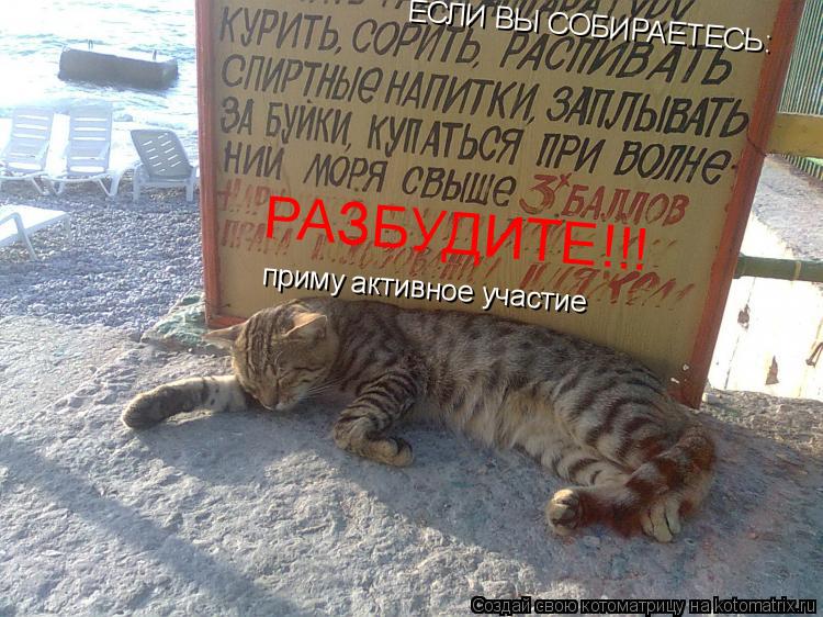 ЕСЛИ ВЫ СОБИРАЕТЕСЬ: приму активное участие РАЗБУДИТЕ!!!... Котоматрица: ЕСЛИ ВЫ СОБИРАЕТЕСЬ: приму активное участие РАЗБУДИТЕ!!!