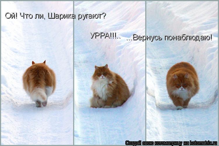 Ой! Что ли, Шарика ругают? УРРА!!!.. ...Вернусь понаблюдаю!... Котоматрица: Ой! Что ли, Шарика ругают? УРРА!!!.. ...Вернусь понаблюдаю!