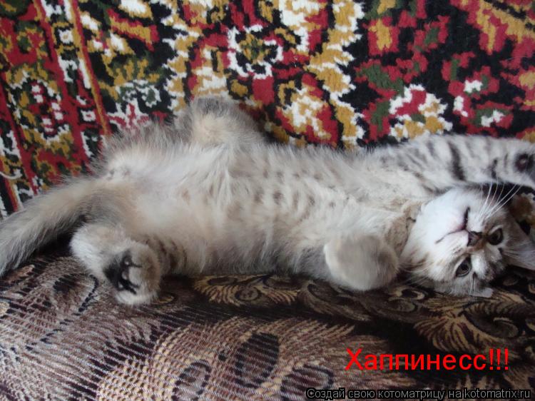 Котоматрица: Хаппинесс!!!