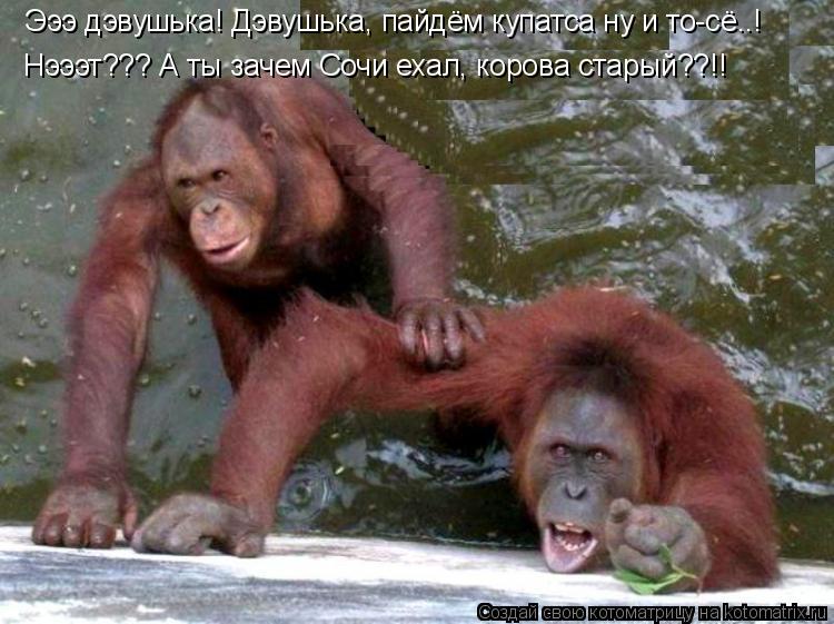 Эээ дэвушька! Дэвушька, пайдём купатса ну и то-сё..! Нэээт??? А ты зачем Сочи ехал, корова старый??!!... Котоматрица: Эээ дэвушька! Дэвушька, пайдём купатса ну и то-сё..! Нэээт??? А ты зачем Сочи ехал, корова старый??!!