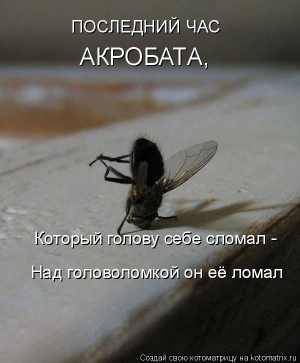 ПОСЛЕДНИЙ ЧАС АКРОБАТА, Который голову себе сломал - Над головоломкой он её ломал Над головоломкой он... Котоматрица: ПОСЛЕДНИЙ ЧАС АКРОБАТА, Который голову себе сломал - Над головоломкой он её ломал Над головоломкой он её ломал