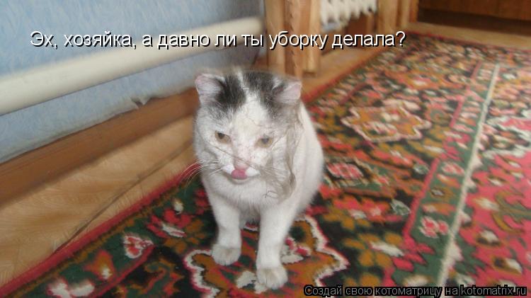 Эх, хозяйка, а давно ли ты уборку делала?... Котоматрица: Эх, хозяйка, а давно ли ты уборку делала?