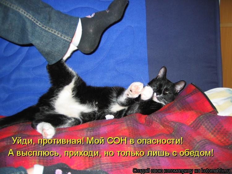 Уйди, противная! Мой СОН в опасности! А высплюсь, приходи, но только лишь с обедом!... Котоматрица: Уйди, противная! Мой СОН в опасности! А высплюсь, приходи, но только лишь с обедом!