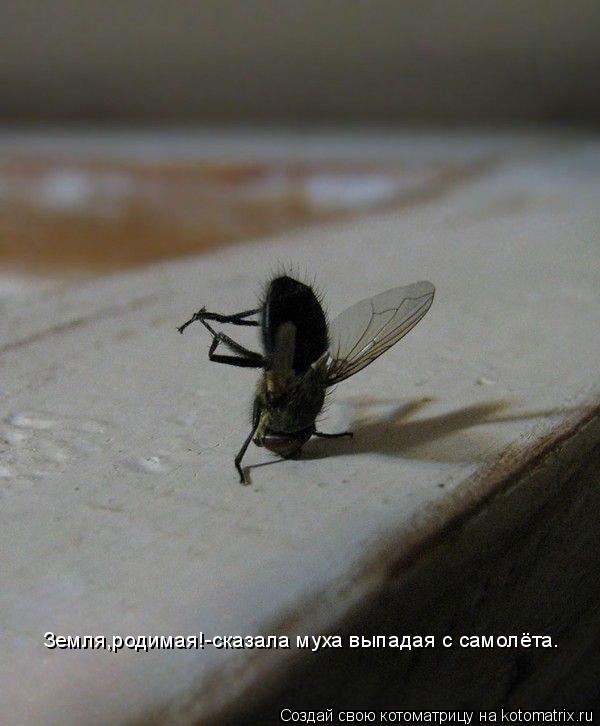Земля,родимая!-сказала муха выпадая с самолёта.... Котоматрица: Земля,родимая!-сказала муха выпадая с самолёта.