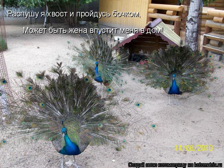 Распушу я хвост и пройдусь бочком, Может быть жена впустит меня в дом!... Котоматрица: Распушу я хвост и пройдусь бочком, Может быть жена впустит меня в дом!