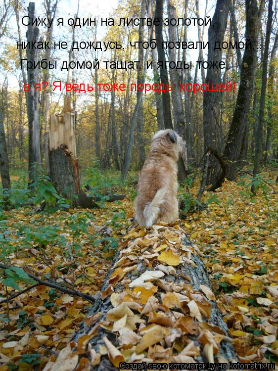 Сижу я один на листве золотой, никак не дождусь, чтоб позвали домой... Грибы домой тащат, и ягоды тож... Котоматрица: Сижу я один на листве золотой, никак не дождусь, чтоб позвали домой... Грибы домой тащат, и ягоды тоже, а я? Я ведь тоже породы хорошей!