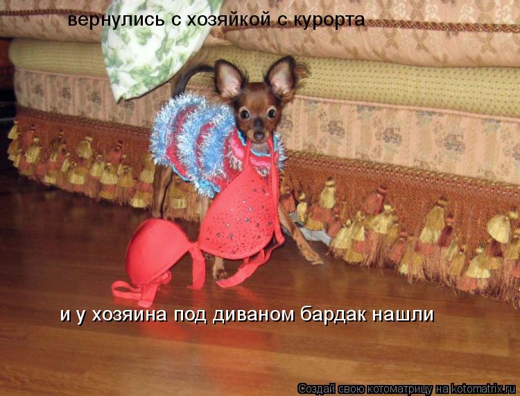 вернулись с хозяйкой с курорта и у хозяина под диваном бардак нашли... Котоматрица: вернулись с хозяйкой с курорта и у хозяина под диваном бардак нашли