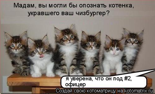 Мадам, вы могли бы опознать котенка, укравшего ваш чизбургер? я уверена, что он под #2, офицер... Котоматрица: Мадам, вы могли бы опознать котенка, укравшего ваш чизбургер? я уверена, что он под #2, офицер