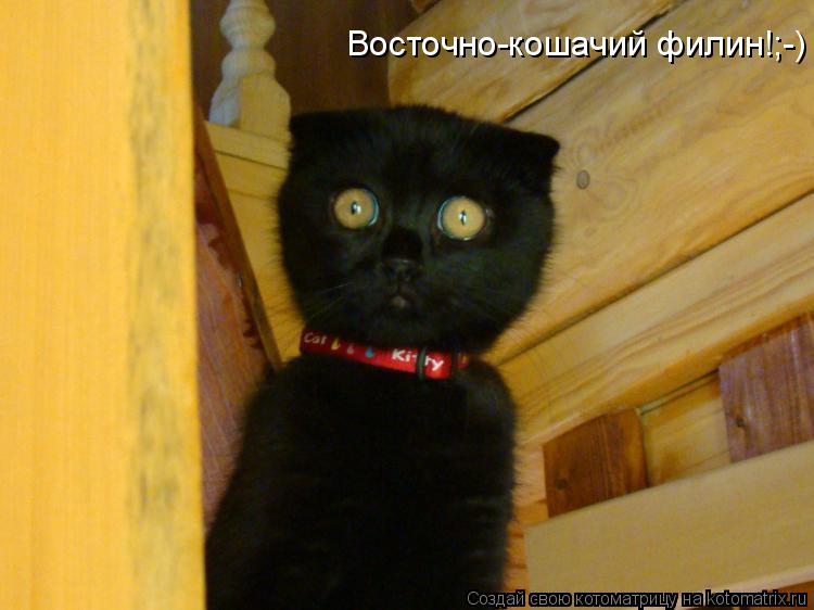 Восточно-кошачий филин!;-)... Котоматрица: Восточно-кошачий филин!;-)