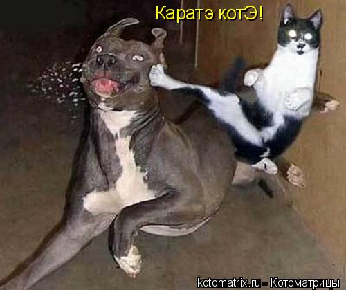 Каратэ котЭ!... Котоматрица: Каратэ котЭ!
