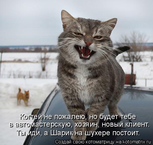 Ты иди, а Шарик на шухере постоит. в автомастерскую, хозяин, новый клиент. Когтей не пожалею, но буд... Котоматрица: Ты иди, а Шарик на шухере постоит. в автомастерскую, хозяин, новый клиент. Когтей не пожалею, но будет тебе