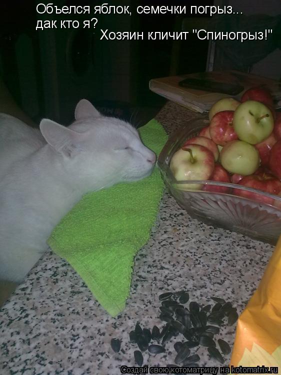 Объелся яблок, семечки погрыз... дак кто я? Хозяин кличит "Спиногрыз!"... Котоматрица: Объелся яблок, семечки погрыз... дак кто я? Хозяин кличит "Спиногрыз!"