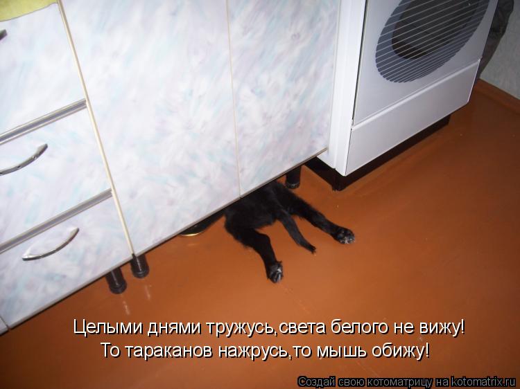Целыми днями тружусь,света белого не вижу! То тараканов нажрусь,то мышь обижу!... Котоматрица: Целыми днями тружусь,света белого не вижу! То тараканов нажрусь,то мышь обижу!