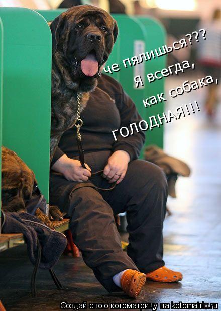 че пялишься??? Я всегда, как собака, ГОЛОДНАЯ!!!... Котоматрица: че пялишься??? Я всегда, как собака, ГОЛОДНАЯ!!!