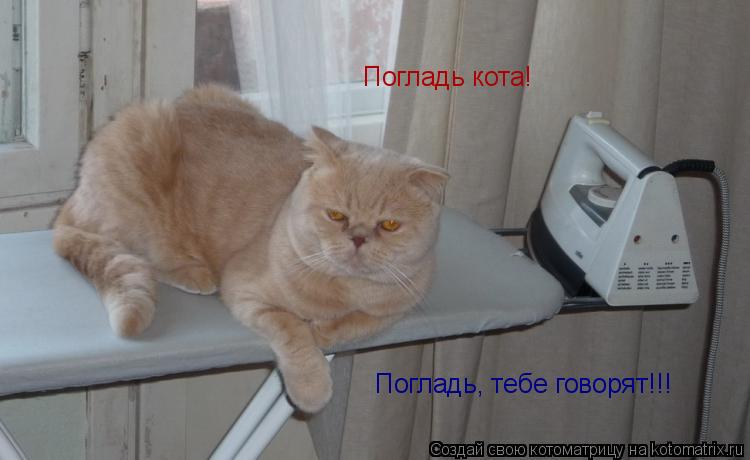 Погладь, тебе говорят!!! Погладь кота!... Котоматрица: Погладь, тебе говорят!!! Погладь кота!