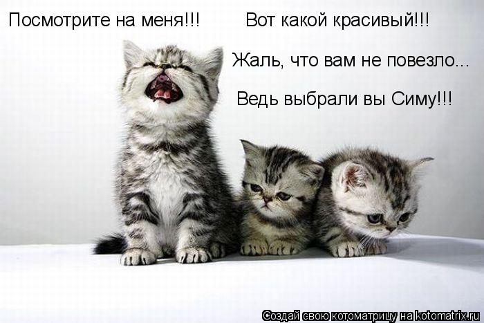 Посмотрите на меня!!! Вот какой красивый!!! Жаль, что вам не повезло... Ведь выбрали вы Симу!!!... Котоматрица: Посмотрите на меня!!! Вот какой красивый!!! Жаль, что вам не повезло... Ведь выбрали вы Симу!!!