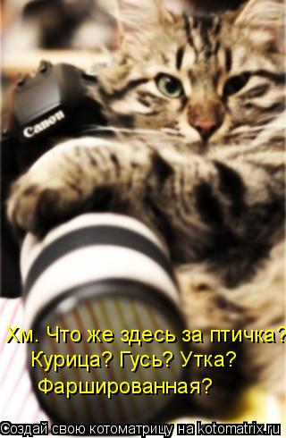 Котоматрица: Хм. Что же здесь за птичка?  Курица? Гусь? Утка? Фаршированная?