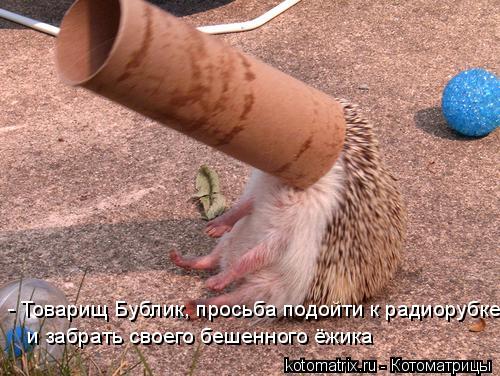 - Товарищ Бублик, просьба подойти к радиорубке и забрать своего бешенного ёжика... Котоматрица: - Товарищ Бублик, просьба подойти к радиорубке и забрать своего бешенного ёжика