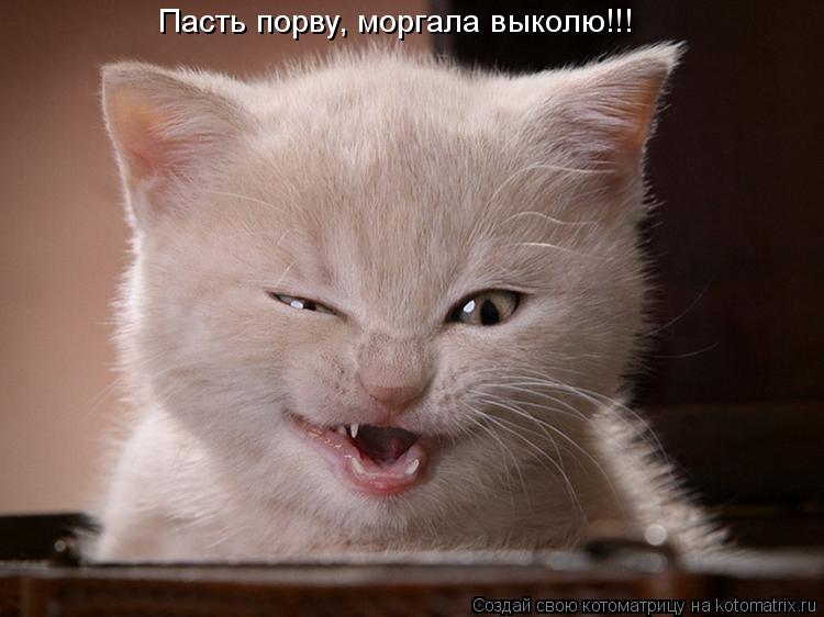 Котоматрица: Пасть порву, моргала выколю!!!