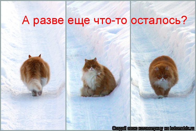 Котоматрица: А разве еще что-то осталось?