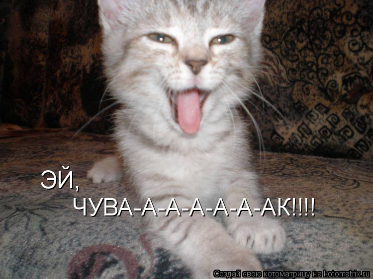 Котоматрица: ЧУВА-А-А-А-А-А-АК!!!! ЭЙ,