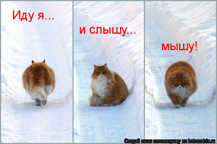 Котоматрица: Иду я... и слышу... мышу!