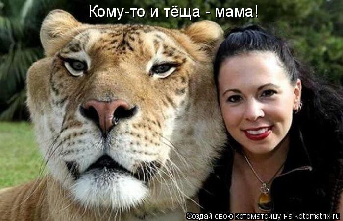 Котоматрица: Кому-то и тёща - мама!