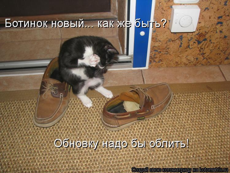 Ботинок новый... как же быть? Обновку надо бы облить!... Котоматрица: Ботинок новый... как же быть? Обновку надо бы облить!