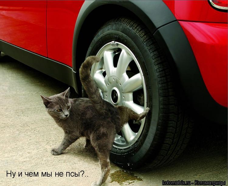 Ну и чем мы не псы?..... Котоматрица: Ну и чем мы не псы?..