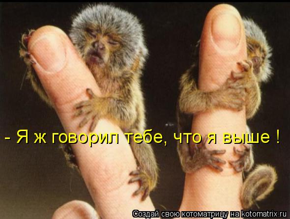 - Я ж говорил тебе, что я выше !... Котоматрица: - Я ж говорил тебе, что я выше !