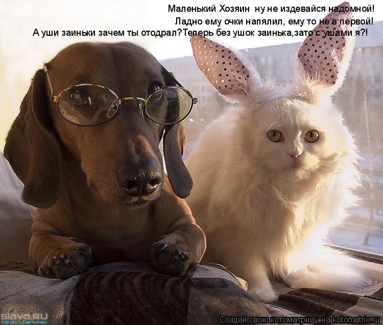 Маленький Хозяин ну не издевайся надомной! Ладно ему очки напялил, ему то не в первой! А уши заиньки... Котоматрица: Маленький Хозяин ну не издевайся надомной! Ладно ему очки напялил, ему то не в первой! А уши заиньки зачем ты отодрал?Теперь без ушок заиньк