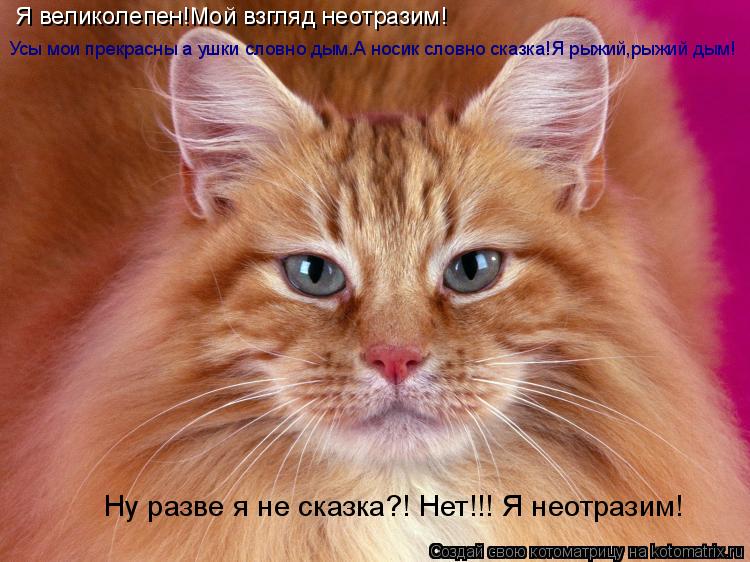 Я великолепен!Мой взгляд неотразим! Усы мои прекрасны а ушки словно дым.А носик словно сказка!Я рыжий... Котоматрица: Я великолепен!Мой взгляд неотразим! Усы мои прекрасны а ушки словно дым.А носик словно сказка!Я рыжий,рыжий дым! Ну разве я не сказка?! Нет!!! Я