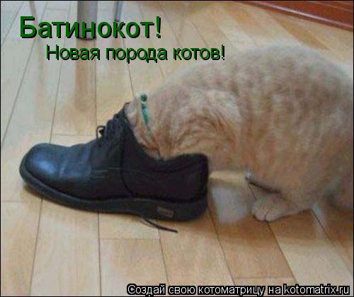 Батинокот! Новая порода котов!... Котоматрица: Батинокот! Новая порода котов!