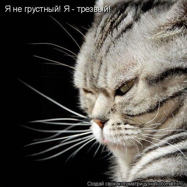 Я не грустный! Я - трезвый!... Котоматрица: Я не грустный! Я - трезвый!