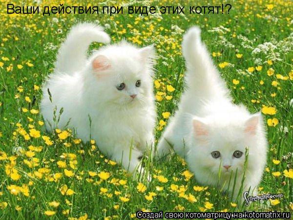 Ваши действия при виде этих котят!?... Котоматрица: Ваши действия при виде этих котят!?
