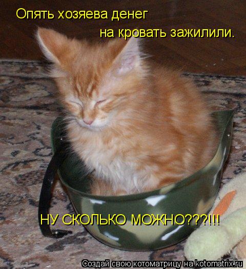 Опять хозяева денег на кровать зажилили. НУ СКОЛЬКО МОЖНО???!!!... Котоматрица: Опять хозяева денег на кровать зажилили. НУ СКОЛЬКО МОЖНО???!!!