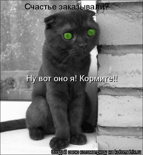 Счастье заказывали? Ну вот оно я! Кормите!!... Котоматрица: Счастье заказывали? Ну вот оно я! Кормите!!