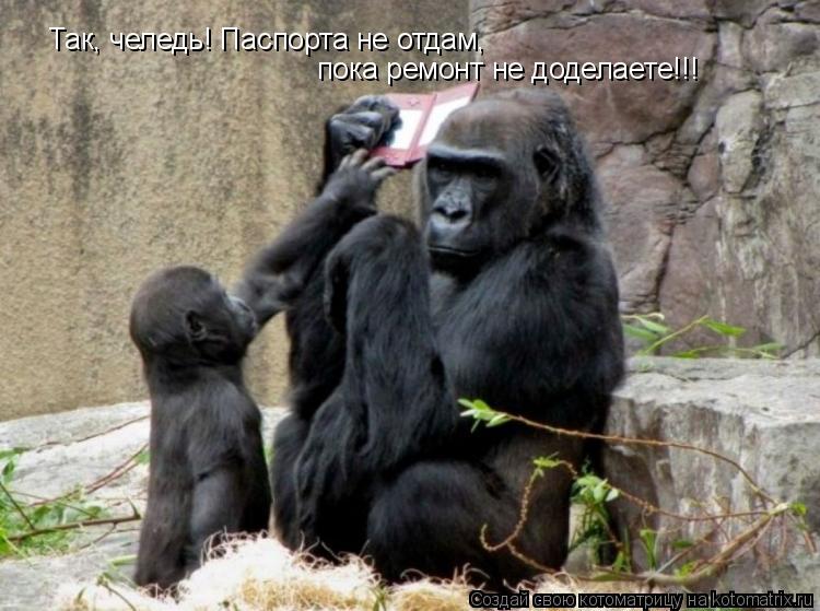 Так, челедь! Паспорта не отдам, пока ремонт не доделаете!!!... Котоматрица: Так, челедь! Паспорта не отдам, пока ремонт не доделаете!!!