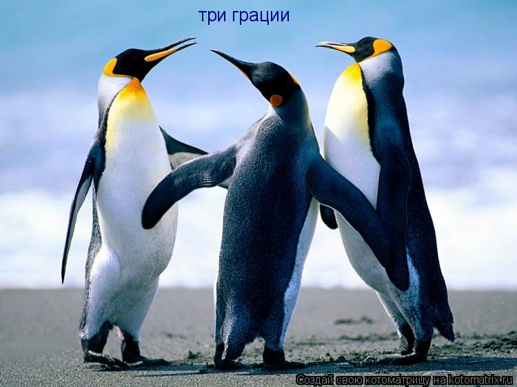 три грации... Котоматрица: три грации